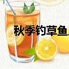 秋季釣草魚用什么餌（釣草魚用什么餌）