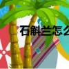 石斛蘭怎么養殖方法（石斛蘭怎么養）