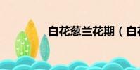 白花蔥蘭花期(白花蔥蘭)