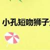 小孔短吻獅子魚（關于小孔短吻獅子魚簡介）