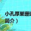 小孔厚巢珊瑚 新種（關于小孔厚巢珊瑚 新種簡介）