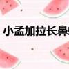 小孟加拉長鼻螺（關于小孟加拉長鼻螺簡介）