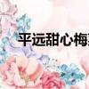 平遠甜心梅菜（關于平遠甜心梅菜介紹）