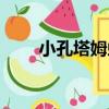 小孔塔姆蛛（關于小孔塔姆蛛簡介）