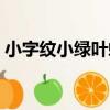 小字紋小綠葉蟬（關于小字紋小綠葉蟬簡介）