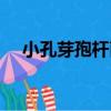 小孔芽孢桿菌（關于小孔芽孢桿菌簡介）