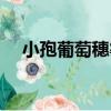 小孢葡萄穗霉（關于小孢葡萄穗霉簡介）