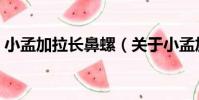 小孟加拉長鼻螺(關于小孟加拉長鼻螺簡介)