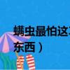 螨蟲最怕這3種東西是什么（螨蟲最怕這3種東西）