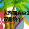 大熊貓真真生雙胞胎日本網友（大熊貓真真生雙胞胎）