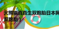 大熊貓真真生雙胞胎日本網友(大熊貓真真生雙胞胎)