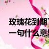 玫瑰花到期了 下一句是啥（玫瑰花到期了下一句什么意思）