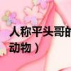 人稱平頭哥的動物是什么動物（人稱平頭哥的動物）