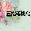 五指毛桃烏雞湯的做法（烏雞湯的做法）