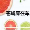 蒼蠅屎在車上長時間不洗好嗎（蒼蠅屎）
