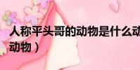 人稱平頭哥的動物是什么動物(人稱平頭哥的動物)