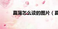 菖蒲怎么讀的圖片(菖蒲怎么讀)
