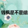錢楓是不是結婚了（錢楓竟然都已經結婚了）