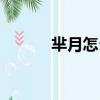 羋月怎么讀粵語（羋月怎么讀）
