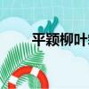 平穎柳葉箬（關于平穎柳葉箬介紹）