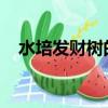 水培發財樹的葉子發黃干枯掉落什么原因