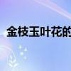 金枝玉葉花的養殖方法和注意事項仙仙客來
