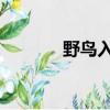 野鳥入廟 黑天鵝（野鳥入廟）