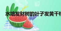 水培發財樹的葉子發黃干枯掉落什么原因