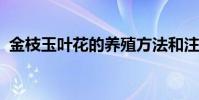 金枝玉葉花的養殖方法和注意事項仙仙客來