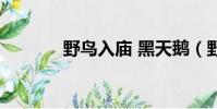 野鳥入廟 黑天鵝(野鳥入廟)