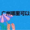 廣州哪里可以領養寵物貓（廣州寵物貓領養）