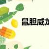 鼠膽威龍主演（鼠膽龍威演員表）