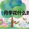 月季花什么時候開花（月季花什么時候開）