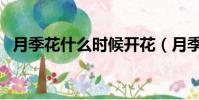月季花什么時候開花(月季花什么時候開)