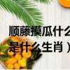 順藤摸瓜什么意思到底是哪個生肖（順藤摸瓜是什么生肖）