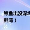 鯨魚出沒深圳大鵬（鯨魚連續多日現身深圳大鵬灣）