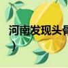 河南發現頭骨化石的感想（河南發現頭骨化石）