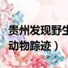 貴州發現野生貓科動物（撫順有村民發現貓科動物蹤跡）