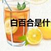 白百合是什么電影（白百合拍過的電影）