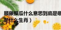 順藤摸瓜什么意思到底是哪個生肖(順藤摸瓜是什么生肖)