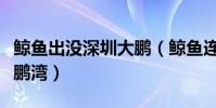 鯨魚出沒深圳大鵬(鯨魚連續多日現身深圳大鵬灣)
