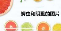 蜱蟲和陰虱的圖片(婢蟲)