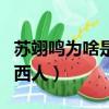 蘇翊鳴為啥是山西人的原型（蘇翊鳴為啥是山西人）