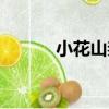 小花山柰（關于小花山柰簡介）