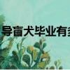 導盲犬畢業有多難 視頻（導盲犬畢業有多難）