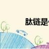 肽鏈是什么意思（肽鏈是什么）