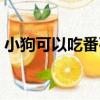 小狗可以吃番石榴嗎（狗狗可以吃番石榴嗎）
