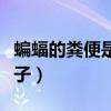 蝙蝠的糞便是什么樣子（蝙蝠拉的屎是什么樣子）