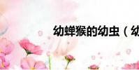 幼蟬猴的幼蟲(幼蟬猴)