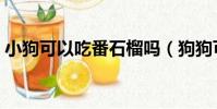 小狗可以吃番石榴嗎(狗狗可以吃番石榴嗎)